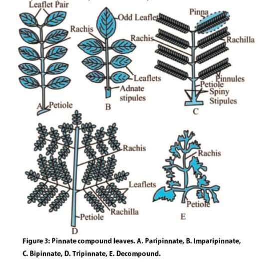 Parts Of A Leaf || Simple Leaf And Compound Leaf