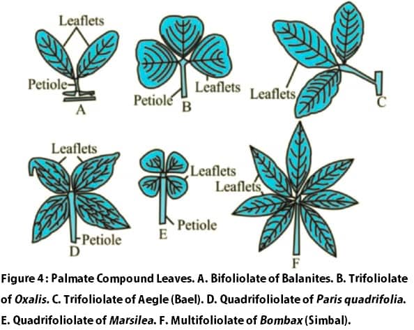 palmately compound leaf