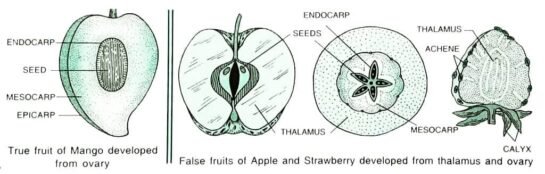 Development Of Seed And Formation Of Fruit