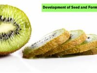 Development of Seed and Formation of Fruit_1