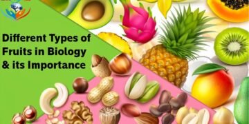 Different Types of Fruits in Biology & its Importance