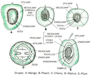 Different Types Of Fruits In Biology & Its Importance