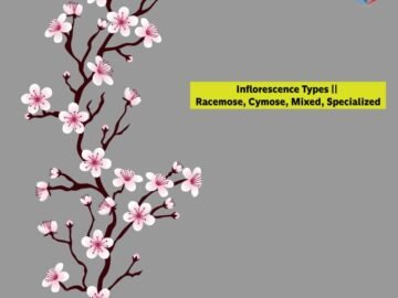 Inflorescence Types Racemose, Cymose, Mixed, Specialized_1