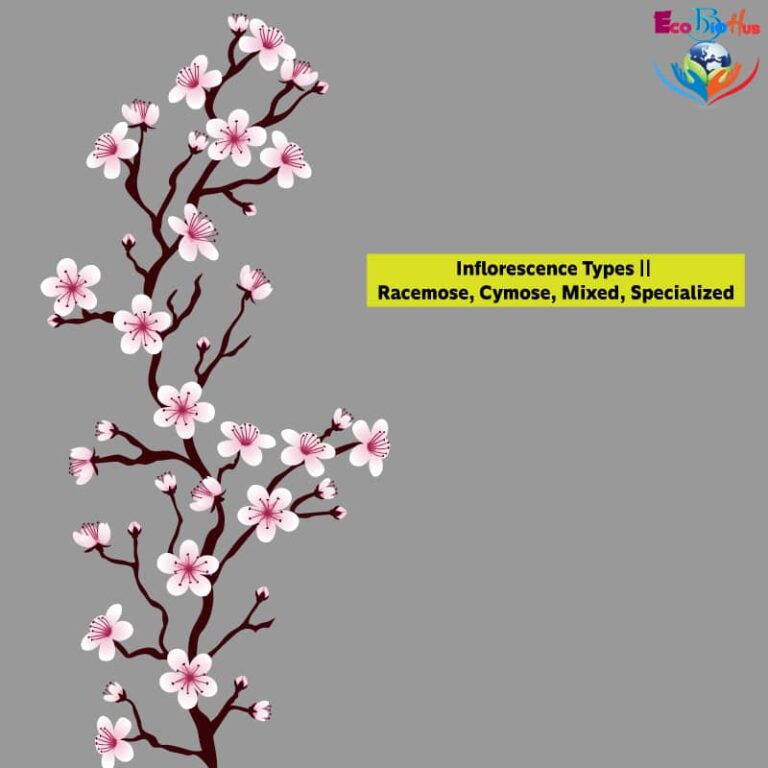Inflorescence Types Racemose, Cymose, Mixed, Specialized_1