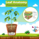 Leaf Anatomy (Transverse Section of Leaf)