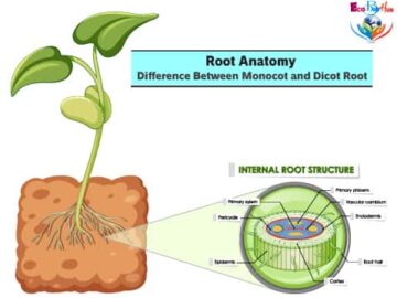 Root Anatomy_ Monocot and Dicot Root Cross Section