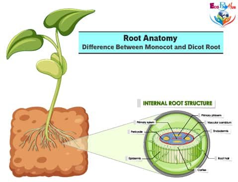 plant roots diagram