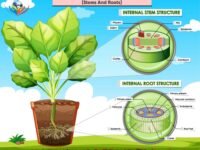 Secondary Growth in Plants (Stems And Roots)