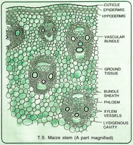 Stem Anatomy || Monocot And Dicot Stem Cross Section