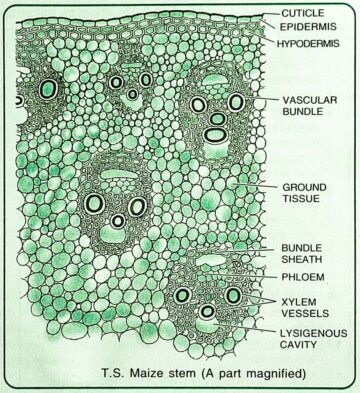 Stem Anatomy 