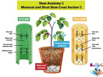 Stem Anatomy_Monocot and Dicot Stem Cross Section_1