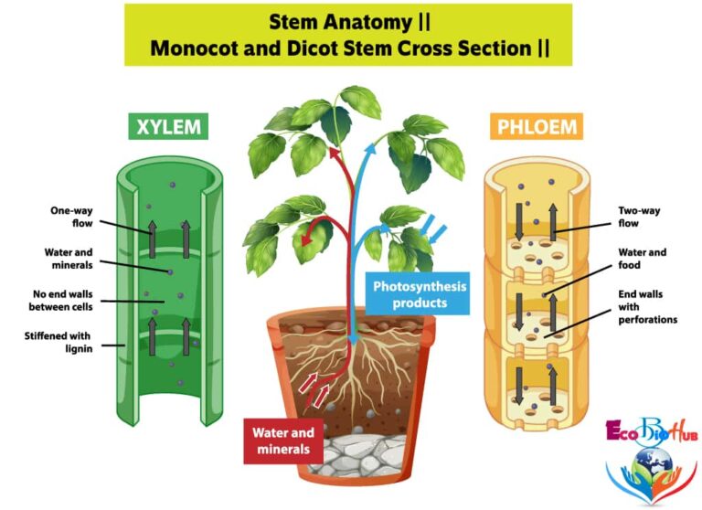 Stem Anatomy_Monocot and Dicot Stem Cross Section_1