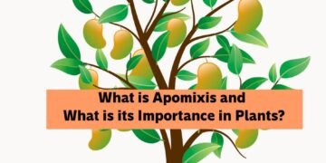 What is Apomixis and What is its Importance in Plants