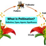 What is Pollination Definition, Types, Agents, Significance