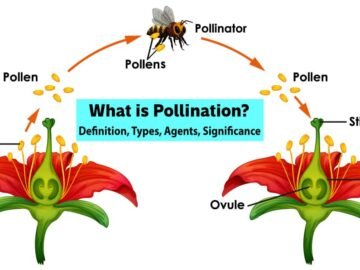 What is Pollination Definition, Types, Agents, Significance