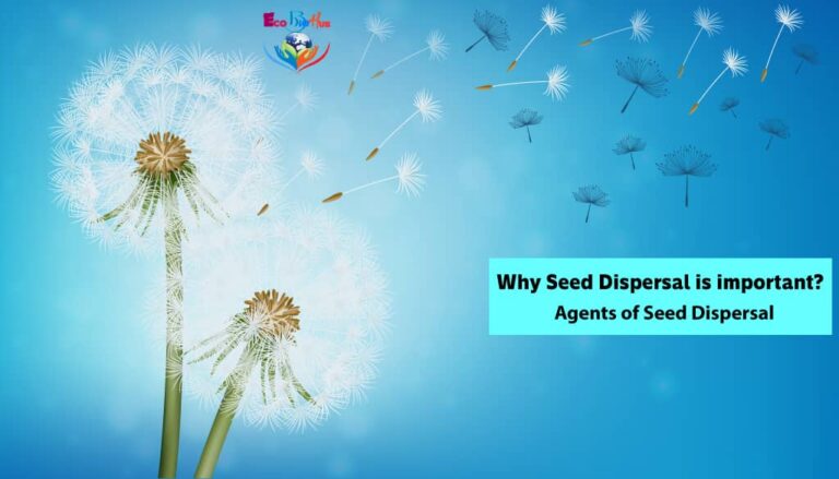Why Seed Dispersal is important_Agents of Seed Dispersal