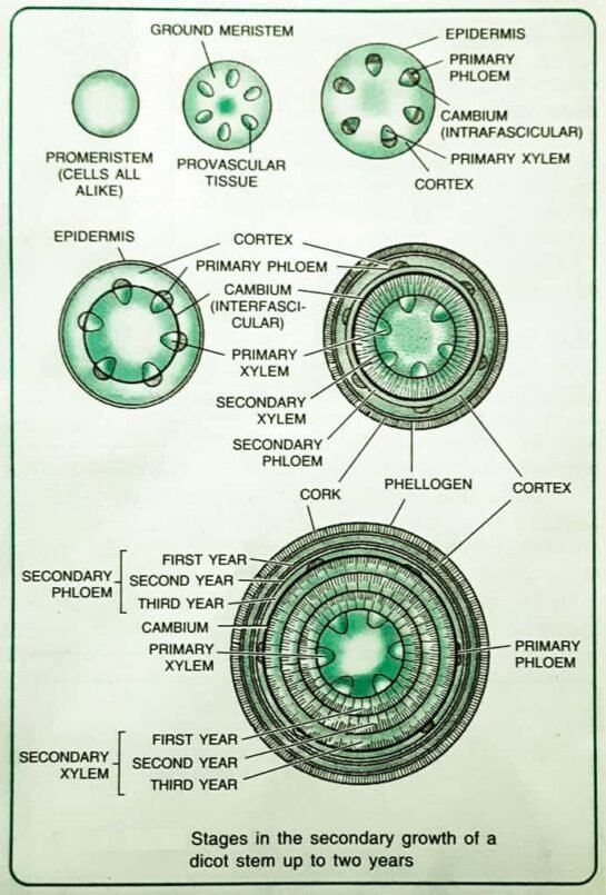 secondary-growth-in-plants-stems-and-roots-ecobiohub