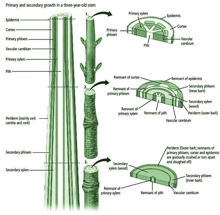 Secondary Growth In Plants (Stems And Roots) | EcoBioHub