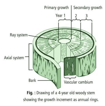 Secondary Growth In Plants (Stems And Roots) | EcoBioHub