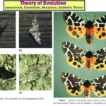 04 Theory of Evolution Lamarckism, Darwinism, Mutations_01
