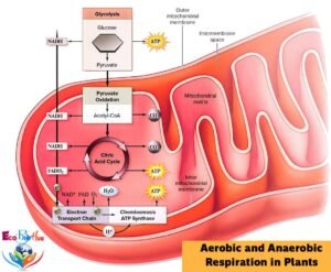 Aerobic And Anaerobic Respiration In Plants