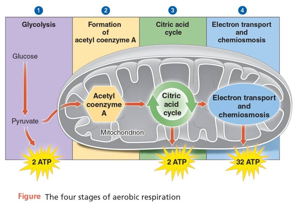 Aerobic And Anaerobic Respiration In Plants