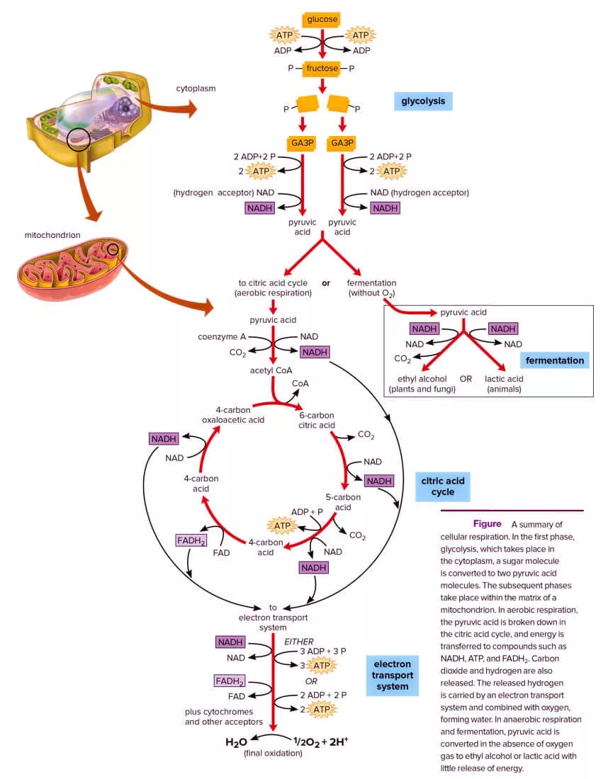 Anaerobic Vs Aerobic Respiration Aerobic Vs. Anaerobic Respiration And