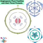 Angiosperm Plant Families and their Floral Formula (2)