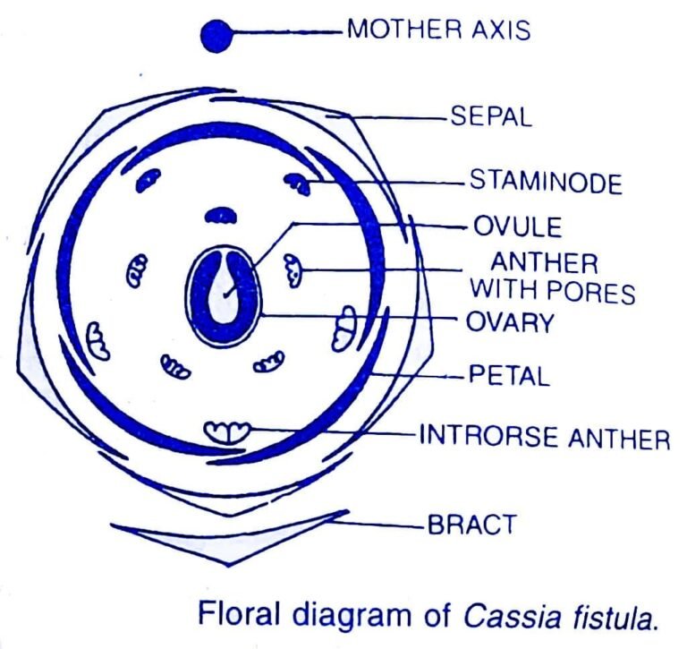Angiosperm Plant Families And Their Floral Formula