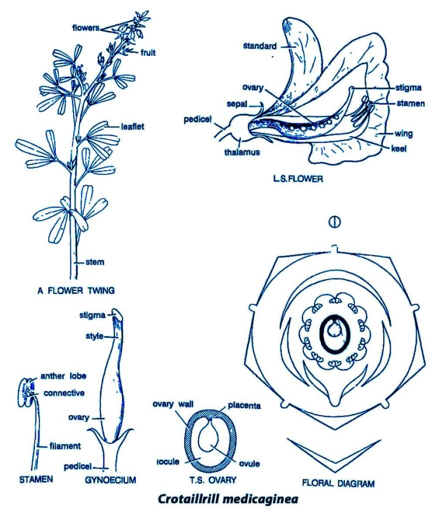 Angiosperm Plant Families And Their Floral Formula