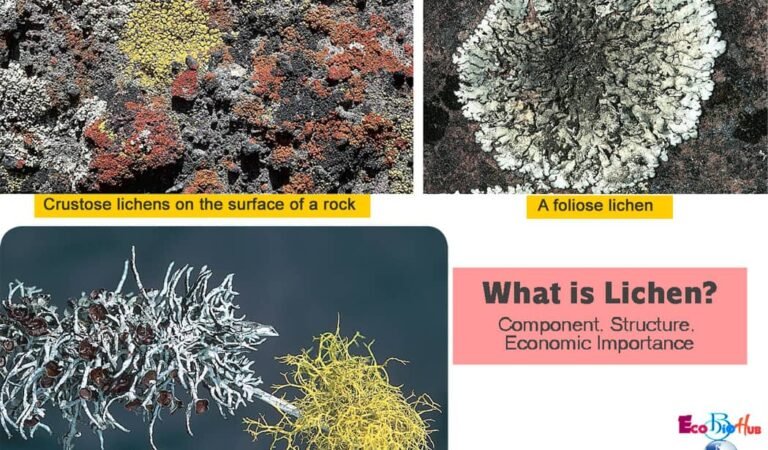 What is Lichen? Component, Structure, Economic Importance