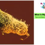 What is Mycorrhizae_ Types and Importance in Biology_1