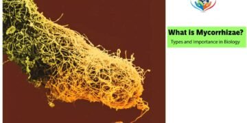 What is Mycorrhizae_ Types and Importance in Biology_1