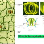 What is Transpiration in Plants_1