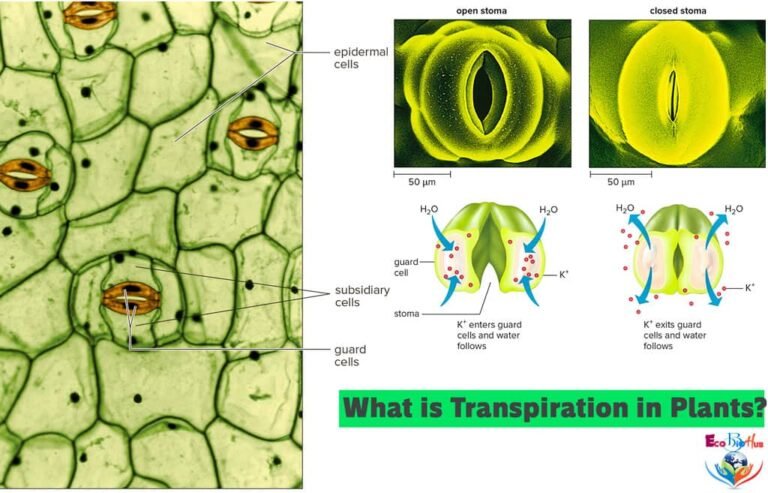 What is Transpiration in Plants_1