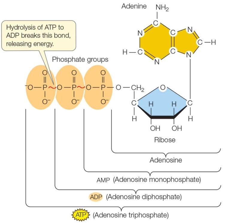 What Is ATP In Biology: Structure, Phosphorylation, Function