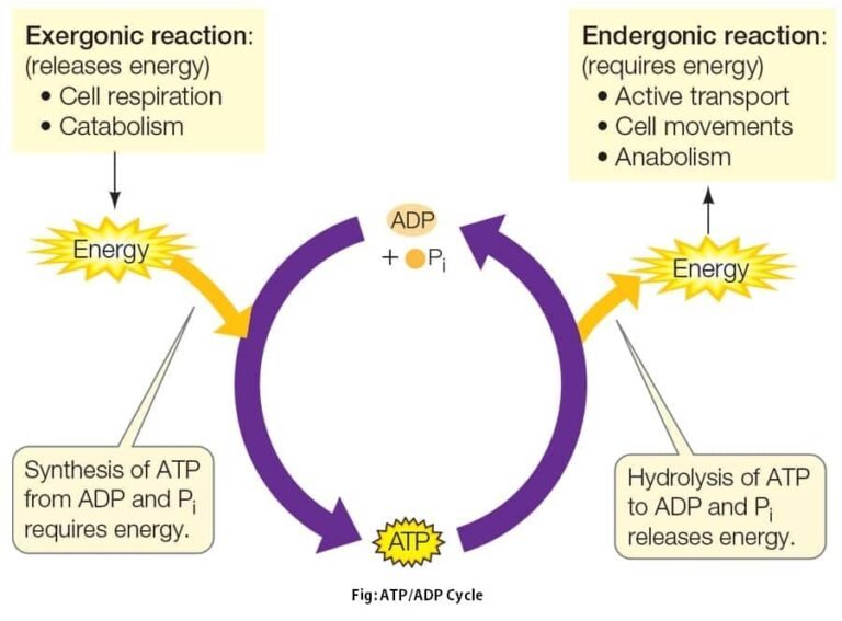 What Is ATP In Biology: Structure, Phosphorylation, Function