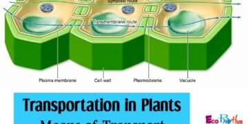 Transportation in plants_Means of Transport