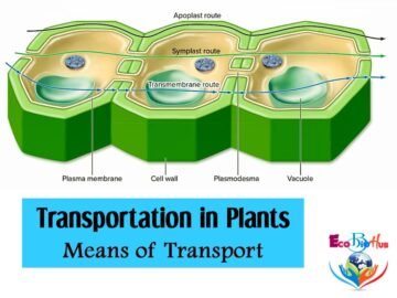 Transportation in plants_Means of Transport