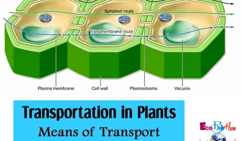 Transportation in Plants || Means of Transport