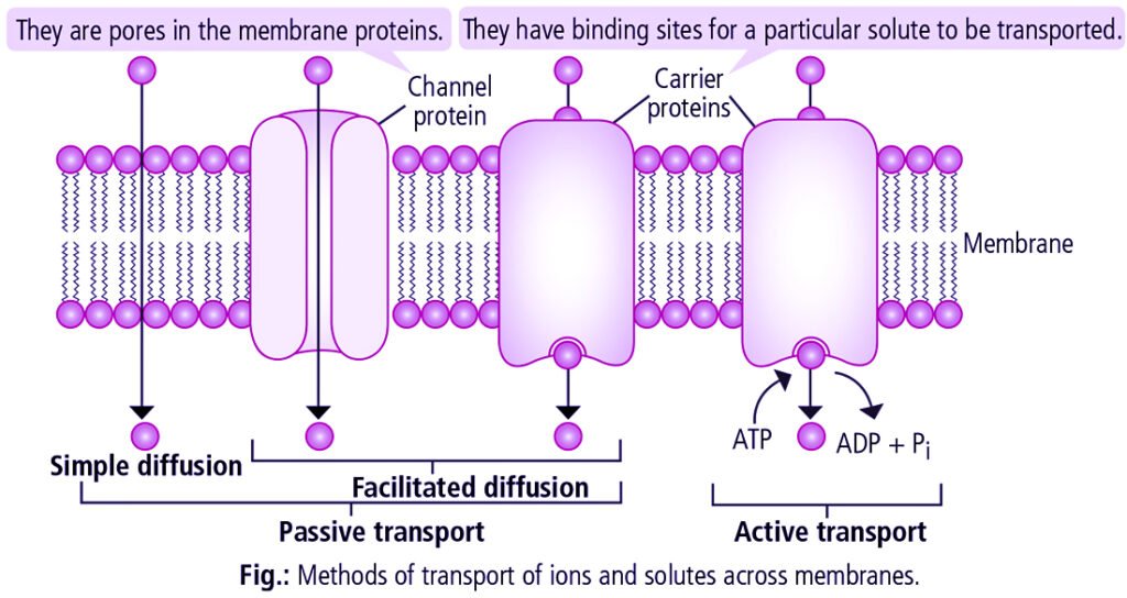 Transportation In Plants 