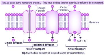 Transportation In Plants || Means Of Transport