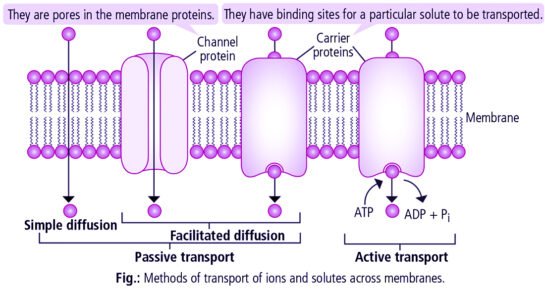 Transportation In Plants || Means Of Transport