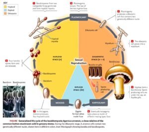 What Is Fungi? Definition, Classification, Examples