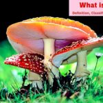 What is Fungi Definition, Classification, Examples_1