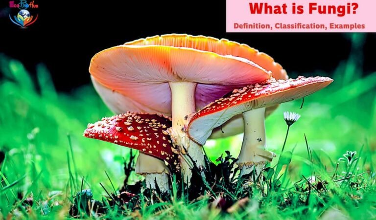 What is Fungi? Definition, Classification, Examples