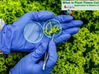 What is Plant Tissue Culture & Application in Modern Science