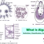 What is Algae Definition, Classification, Examples_4
