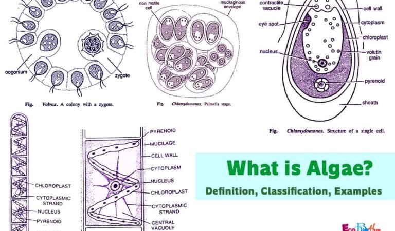What is Algae? Definition, Classification, Examples