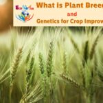 What is Plant Breeding and Genetics for Crop Improvement_1